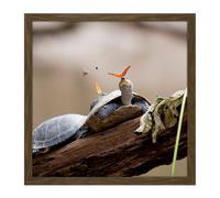 Artery8 Wall Art Print Amalavida Ecuador Butterfly Drinking Turtle Tears Photo Square Framed Picture 16X16 Inch in Brown | Size: W16" x H16" Artery8 Brown W16" x H16"