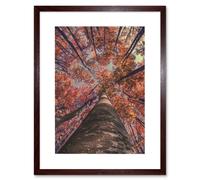 Artery8 Wall Art Print Birch Forest in Autumn Art Framed 9x7 inch in Brown | Size: W7" x H9" Artery8 Brown W7" x H9"