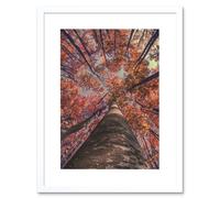 Artery8 Wall Art Print Birch Forest in Autumn Art Framed 9x7 inch in White | Size: W7" x H9" Artery8 White W7" x H9"
