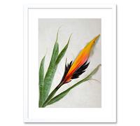 Artery8 Wall Art Print Bird of Paradise Tropical Plant Flower & Leaves on White Artwork Framed 9X7 Inch | Size: W7" x H9" Artery8 White W7" x H9"