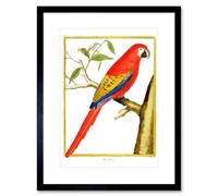 Artery8 Wall Art Print Bird Red Parrot Art Framed 9X7 Inch