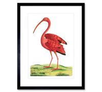 Artery8 Wall Art Print Bird Scarlet I rt Framed 9X7 Inch