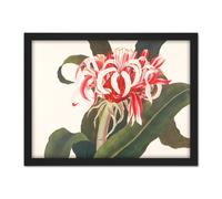 Artery8 Wall Art Print Bury Havell Giant Spider Lily Queen Emma Flower Large Framed Wall Décor Art in Brown | Size: W18" x H24" Artery8 Brown W18" x H24"