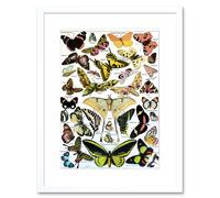 Artery8 Wall Art Print Butterflies Moths Scientific Artwork Framed 9X7 Inch in White | Size: W7" x H9" Artery8 White W7" x H9"