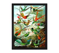 Artery8 Wall Art Print Colour 99th Plate Ernst Haeckel Kunstformen Natur Hummingbirds Large Framed Wall Décor Art in Light Oak | Size: W18" x H24" Artery8 Light Oak W18" x H24"
