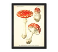 Artery8 Wall Art Print Dufour 1891 Mushroom Atlas Fly Agaric Large Framed Wall Décor Art in Brown | Size: W18" x H24" Artery8 Brown W18" x H24"