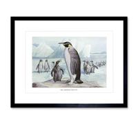 Artery8 Wall Art Print Emperor Penguins Vintage Art Framed 9x7 inch in Black | Size: W7" x H9" Artery8 Black W7" x H9"