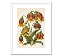 Artery8 Wall Art Print Ernst Haeckel Inspired Fritillaria Flower Plant Study Modern Watercolour Painting Artwork Framed 9X7 Inch | Size: W7" x H9" Artery8 White W7" x H9"