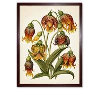 Artery8 Wall Art Print Ernst Haeckel Inspired Fritillaria Flower Plant Study Modern Watercolour Painting Art Framed in Brown | Size: W12" x H16" Artery8 Brown W12" x H16"