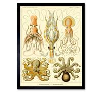 Artery8 Wall Art Print Ernst Haeckel Octopus Squid Gamochonia Biology Sea Animal Nature Germany Vintage Art Framed in Beige | Size: W12" x H16" Artery8 Beige W12" x H16"
