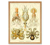 Artery8 Wall Art Print Ernst Haeckel Octopus Squid Gamochonia Biology Sea Animal Nature Germany Vintage Art Framed in Light Oak | Size: W12" x H16" Artery8 Light Oak W12" x H16"