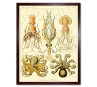Artery8 Wall Art Print Ernst Haeckel Octopus Squid Gamochonia Biology Sea Animal Nature Germany Vintage Art Framed in Brown | Size: W12" x H16" Artery8 Brown W12" x H16"