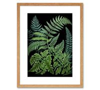 Artery8 Wall Art Print Fern Fronds Ernst Haeckel Style Dark Artwork Framed 9X7 Inch in Beige | Size: W7" x H9" Artery8 Beige W7" x H9"