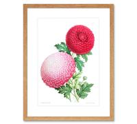 Artery8 Wall Art Print Flower Dahlia Pink Petals Artwork Framed 9X7 Inch in Beige | Size: W7" x H9" Artery8 Beige W7" x H9"