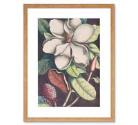 Artery8 Wall Art Print Flower Magnolia Botany Art Framed 9x7 inch in Beige | Size: W7" x H9" Artery8 Beige W7" x H9"