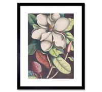 Artery8 Wall Art Print Flower Magnolia Botany Art Framed 9x7 inch in Black | Size: W7" x H9" Artery8 Black W7" x H9"