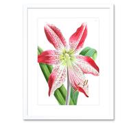 Artery8 Wall Art Print Flower Spotted Pink Lily Art Framed 9x7 inch in White | Size: W7" x H9" Artery8 White W7" x H9"
