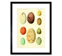 Artery8 Wall Art Print French Eggs Vintage Art Framed 9x7 inch in Black | Size: W7" x H9" Artery8 Black W7" x H9"