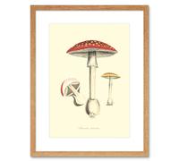Artery8 Wall Art Print Fungus Amanita Muscaria Fly Agaric Magic Mushroom Art Framed 9x7 inch in Beige | Size: W7" x H9" Artery8 Beige W7" x H9"