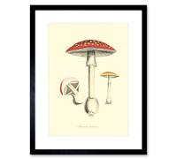 Wall Art Print Fungus Amanita Muscaria Fly Agaric Magic Mushroom Art Framed 9x7 inch Artery8 Black W7 inch x H9 inch