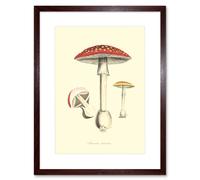 Artery8 Wall Art Print Fungus Amanita Muscaria Fly Agaric Magic Mushroom Art Framed 9x7 inch in Brown | Size: W7" x H9" Artery8 Brown W7" x H9"