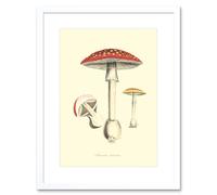 Artery8 Wall Art Print Fungus Amanita Muscaria Fly Agaric Magic Mushroom Art Framed 9x7 inch in White | Size: W7" x H9" Artery8 White W7" x H9"