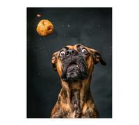 Artery8 Wall Art Print Funny Boxer Dog Lover Treat Catch Photo Poster in Dark Grey | Size: W12" x H16" Artery8 Dark Grey W12" x H16"