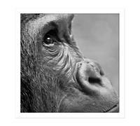 Artery8 Wall Art Print Gorilla Ape Face Head Photo Square Framed Picture 16X16 Inch in White | Size: W16" x H16" Artery8 White W16" x H16"