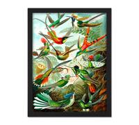 Artery8 Wall Art Print Haeckel Plate 99 Hummingbirds Large Framed Wall Décor Art in Black | Size: W18" x H24" Artery8 Black W18" x H24"