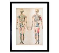 Artery8 Wall Art Print Human Body Anatomy Skeleton Muscles Art Framed 9X7 Inch