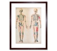 Artery8 Wall Art Print Human Body Anatomy Skeleton Muscles Art Framed 9x7 inch in Brown | Size: W7" x H9" Artery8 Brown W7" x H9"