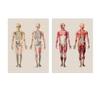 Artery8 Human Body Muscle Bone Skeletal Diagrams Set Of 2 Unframed Wall Art Prints Living Room Study Aesthetic Scientific Medical A4