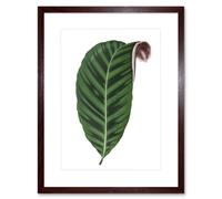 Artery8 Wall Art Print Leaf Jungle Paradise Art Framed 9x7 inch in Brown | Size: W7" x H9" Artery8 Brown W7" x H9"