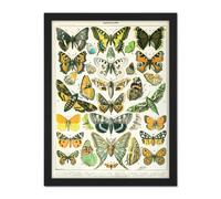 Artery8 Wall Art Print Millot Encyclopedia Page Butterflies Moths Large Framed Wall Décor Art in Black | Size: W18" x H24" Artery8 Black W18" x H24"