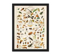 Artery8 Wall Art Print Millot Encyclopedia Page Insects Dragonfly Large Framed Wall Décor Art in White | Size: W18" x H24" Artery8 White W18" x H24"