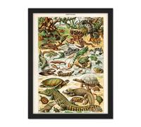 Artery8 Wall Art Print Millot Encyclopedia Page Reptiles Snake Tortoise Large Framed Wall Décor Art in White | Size: W18" x H24" Artery8 White W18" x H24"