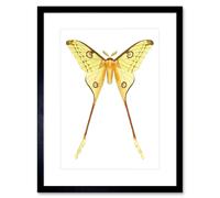 Artery8 Wall Art Print Moth Yellow Art Framed 9x7 inch in Black | Size: W7" x H9" Artery8 Black W7" x H9"