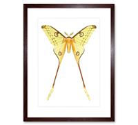 Artery8 Wall Art Print Moth Yellow Art Framed 9x7 inch in Brown | Size: W7" x H9" Artery8 Brown W7" x H9"