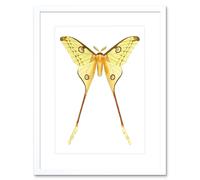 Artery8 Wall Art Print Moth Yellow Art Framed 9x7 inch in White | Size: W7" x H9" Artery8 White W7" x H9"