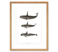 Artery8 Wall Art Print Orca Killer Whales Art Framed 9x7 inch in Beige | Size: W7" x H9" Artery8 Beige W7" x H9"