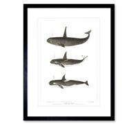 Artery8 Wall Art Print Orca Killer Whales Art Framed 9x7 inch in Black | Size: W7" x H9" Artery8 Black W7" x H9"