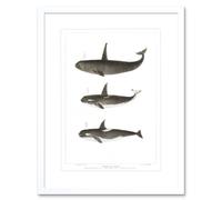 Artery8 Wall Art Print Orca Killer Whales Art Framed 9x7 inch in White | Size: W7" x H9" Artery8 White W7" x H9"