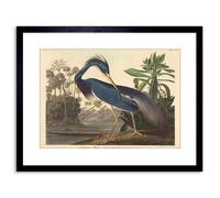 Artery8 Wall Art Print Painting Bird Audubon Louisiana Heron Artwork Framed 9X7 Inch in Black | Size: W7" x H9" Artery8 Black W7" x H9"
