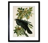 Artery8 Wall Art Print Painting Nature Animal Bird Audubon Raven Artwork Framed 9X7 Inch in Black | Size: W7" x H9" Artery8 Black W7" x H9"