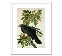 Artery8 Wall Art Print Painting Nature Animal Bird Audubon Raven Artwork Framed 9X7 Inch in White | Size: W7" x H9" Artery8 White W7" x H9"