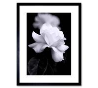 Artery8 Wall Art Print Photo Nature Black White Rose Petal Flower Artwork Framed 9X7 Inch | Size: W7" x H9" Artery8 Black W7" x H9"