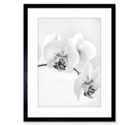Artery8 Wall Art Print Photo Nature Plant Orchid Flower Black White Artwork Framed 9X7 Inch | Size: W7" x H9" Artery8 Black W7" x H9"