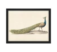 Artery8 Wall Art Print Pieter Pietersz Barbiers Blue Peacock Still Life Large Framed Wall Décor Art in Brown | Size: W18" x H24" Artery8 Brown W18" x H24"