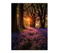 Wall Art Print Purple Bluebell Woods At Dawn Sunrise Peaceful Elegant Artwork Poster Artery8 Multi W24 inch x H32 inch