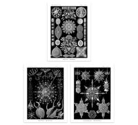 Artery8 Set of 3 A4 Diatom Microalgae Black and White Haeckel Vintage Illustrations Aquatic Marine Fish Study Unframed Wall Art Living Room Poster Prints Pack